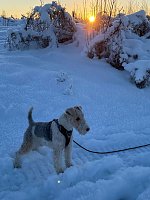 Bild: R&uuml;de Prince tobt im Schnee und hat gro&szlig;en Spa&szlig; dabei