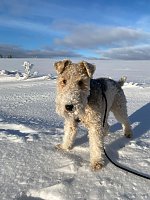 Bild: R&uuml;de Prince tobt im Schnee und hat gro&szlig;en Spa&szlig; dabei