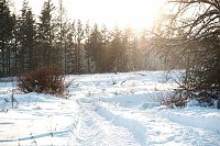 Bild: Wunderbare Winterlandschaft bei Benneckenstein