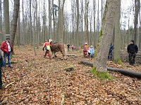 Bild: Pferde ziehen Baumst&auml;mme aus dem Wald