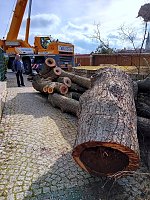 Bild: Baumf&auml;llung im Ringau unvermeidlich