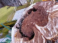 Bild: Baumf&auml;llung im Ringau unvermeidlich