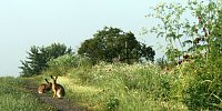 Bild: Feldhasen am Sommermorgen