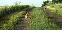 Bild: Feldhasen am Sommermorgen