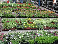 Bild: Blumen und mehr