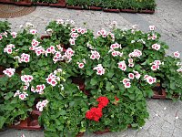 Bild: Blumen und mehr