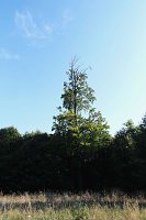 Bild: Peter Blei beim Waldspaziergang