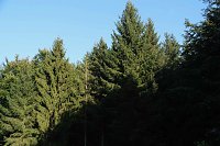 Bild: Peter Blei beim Waldspaziergang
