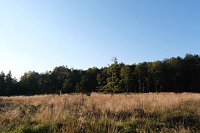 Bild: Peter Blei beim Waldspaziergang