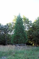 Bild: Peter Blei beim Waldspaziergang