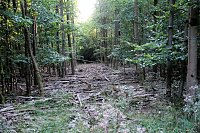 Bild: Peter Blei beim Waldspaziergang