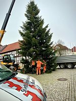 Bild: Der erste Weihnachtsbaum steht
