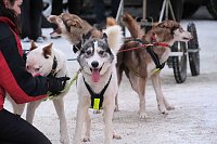 Bild: Hundeschlittenrennen im Harz