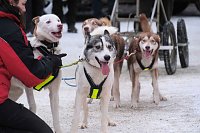 Bild: Hundeschlittenrennen im Harz