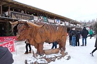 Bild: Hundeschlittenrennen im Harz