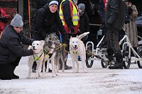 Bild: Hundeschlittenrennen im Harz
