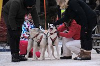 Bild: Hundeschlittenrennen im Harz