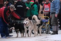 Bild: Hundeschlittenrennen im Harz