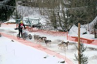 Bild: Hundeschlittenrennen im Harz