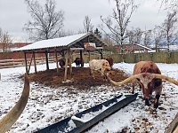 Bild: Hundeschlittenrennen im Harz