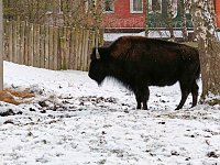 Bild: Hundeschlittenrennen im Harz