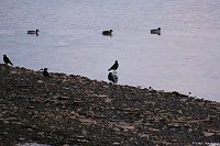 Bild: Besuch am Stausee