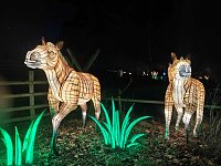 Bild: Magische Lichterwelten in Halle