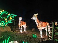 Bild: Magische Lichterwelten in Halle
