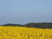 Bild: Gelbe Fr&uuml;hlingsstimmung