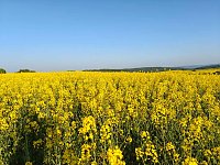 Bild: Gelbe Fr&uuml;hlingsstimmung