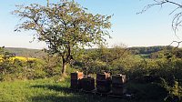 Bild: Gelbe Fr&uuml;hlingsstimmung