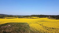 Bild: Gelbe Fr&uuml;hlingsstimmung