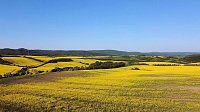 Bild: Gelbe Fr&uuml;hlingsstimmung