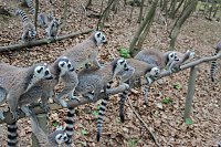 Bild: Besuch im Affenpark in Strau&szlig;berg (Th&uuml;ringen)