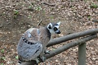 Bild: Besuch im Affenpark in Strau&szlig;berg (Th&uuml;ringen)