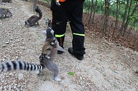 Bild: Besuch im Affenpark in Strau&szlig;berg (Th&uuml;ringen)