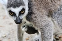 Bild: Besuch im Affenpark in Strau&szlig;berg (Th&uuml;ringen)