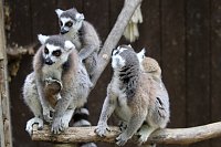 Bild: Besuch im Affenpark in Strau&szlig;berg (Th&uuml;ringen)