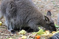 Bild: Besuch im Affenpark in Strau&szlig;berg (Th&uuml;ringen)