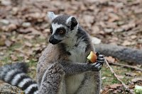 Bild: Besuch im Affenpark in Strau&szlig;berg (Th&uuml;ringen)
