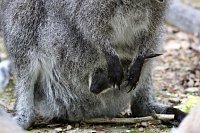 Bild: Besuch im Affenpark in Strau&szlig;berg (Th&uuml;ringen)