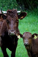 Bild: Kuh mit Kalb auf der Weide (3)