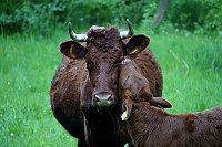 Bild: Wundersch&ouml;ne Tierwelt