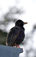 Bild: Wundersch&ouml;ne Tierwelt