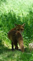 Bild: Wundersch&ouml;ne Tierwelt