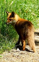 Bild: Wundersch&ouml;ne Tierwelt