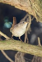 Bild: Wundersch&ouml;ne Tierwelt