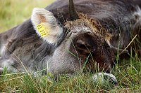 Bild: Wundersch&ouml;ne Tierwelt
