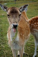 Bild: Wundersch&ouml;ne Tierwelt