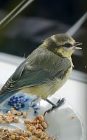 Bild: Wundersch&ouml;ne Tierwelt